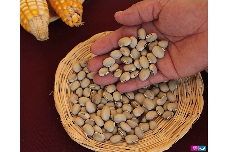 Inta y Fao desarrollan taller de capacidades para garantizar producción de semillas criollas y acriolladas