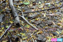 Científicos hallan más de 1 mil 500 artefactos arqueológicos en la Ruta del Gran Canal de Nicaragua