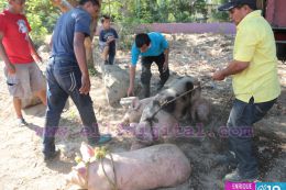 Entrega de bono productivo alimentario a familias de Mateare