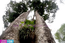 Gobierno Sandinista amplía los destinos agroturísticos en la Ruta del Café