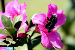 Emprendedores turísticos inauguran tiangue y mirador en la Reserva Miraflor de Estelí