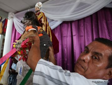 Masaya celebra un año más a San Lázaro con el tradicional desfile de mascotas