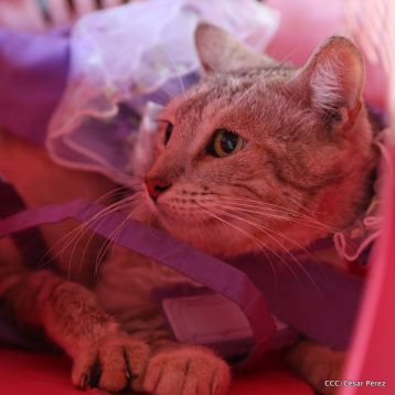 Masaya celebra un año más a San Lázaro con el tradicional desfile de mascotas