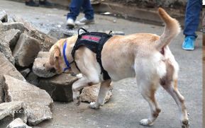 Tercer Ejercicio Nacional para la Protección de la Vida