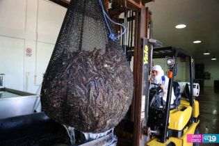 Camaronicultura en Nicaragua