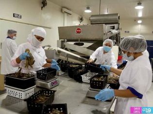 Camaronicultura en Nicaragua