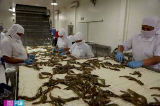 Camaronicultura en Nicaragua