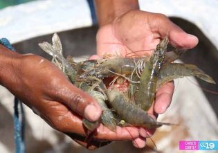 Camaronicultura en Nicaragua