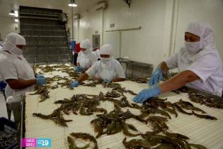 Camaronicultura en Nicaragua