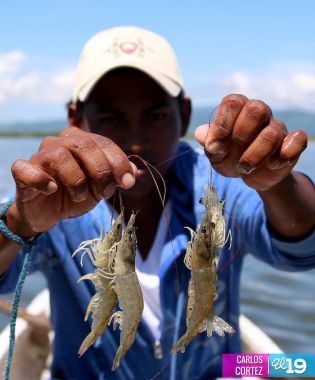Camaronicultura en Nicaragua