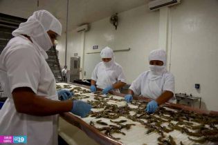 Camaronicultura en Nicaragua