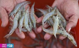 Camaronicultura en Nicaragua