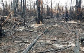 EN FOTOS: Ejército de Nicaragua trabaja para sofocar incendio en Indio Maíz