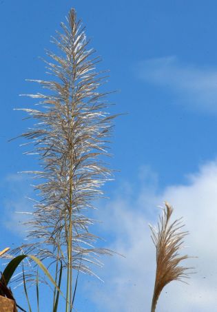 Vicepresidente Halleslevens destaca importancia de industria azucarera