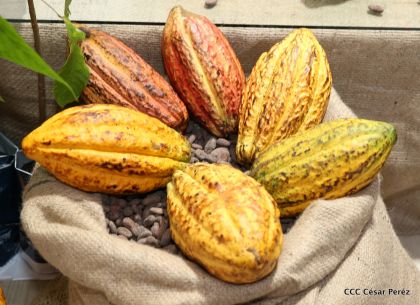 Nicaragua Emprende inicia tres días de creatividad e innovación