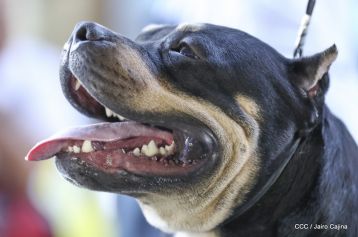 Exposición Canina Internacional de la ABKC en Nicaragua