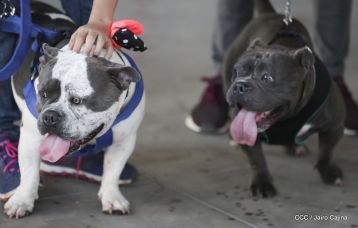 Exposición Canina Internacional de la ABKC en Nicaragua