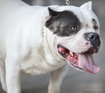 Exposición Canina Internacional de la ABKC en Nicaragua