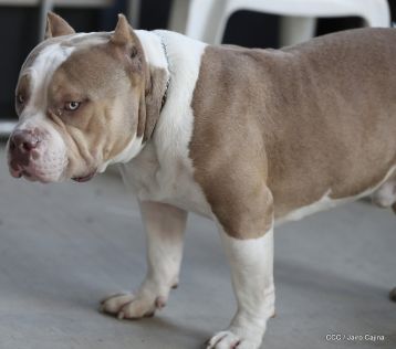 Exposición Canina Internacional de la ABKC en Nicaragua
