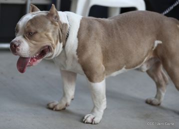 Exposición Canina Internacional de la ABKC en Nicaragua