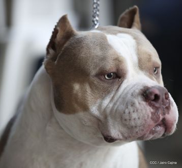 Exposición Canina Internacional de la ABKC en Nicaragua
