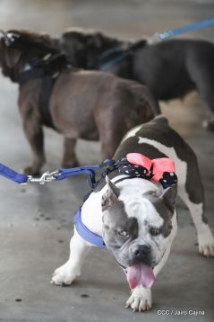 Exposición Canina Internacional de la ABKC en Nicaragua