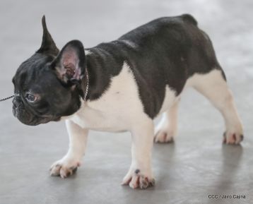 Exposición Canina Internacional de la ABKC en Nicaragua