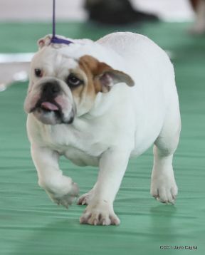 Exposición Canina Internacional de la ABKC en Nicaragua
