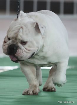 Exposición Canina Internacional de la ABKC en Nicaragua