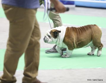 Exposición Canina Internacional de la ABKC en Nicaragua