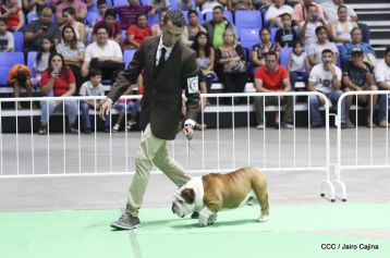 Exposición Canina Internacional de la ABKC en Nicaragua