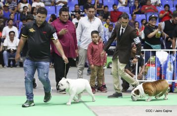 Exposición Canina Internacional de la ABKC en Nicaragua