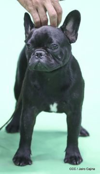 Exposición Canina Internacional de la ABKC en Nicaragua