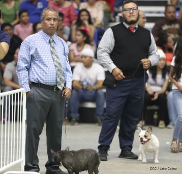 Exposición Canina Internacional de la ABKC en Nicaragua
