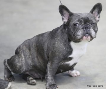 Exposición Canina Internacional de la ABKC en Nicaragua
