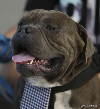 Exposición Canina Internacional de la ABKC en Nicaragua