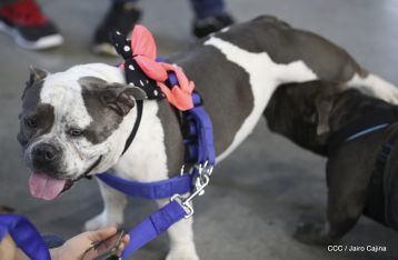 Exposición Canina Internacional de la ABKC en Nicaragua