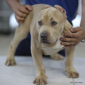 Exposición Canina Internacional de la ABKC en Nicaragua