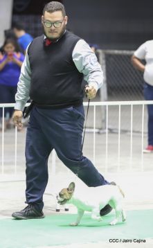 Exposición Canina Internacional de la ABKC en Nicaragua