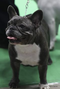Exposición Canina Internacional de la ABKC en Nicaragua