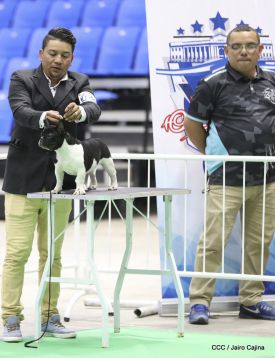 Exposición Canina Internacional de la ABKC en Nicaragua