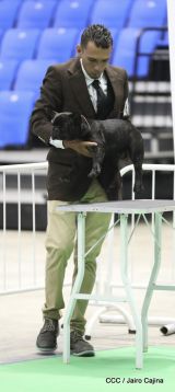 Exposición Canina Internacional de la ABKC en Nicaragua