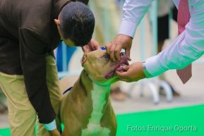 Exposición Canina Internacional de la ABKC en Nicaragua