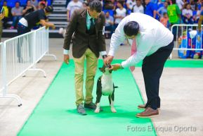 Exposición Canina Internacional de la ABKC en Nicaragua