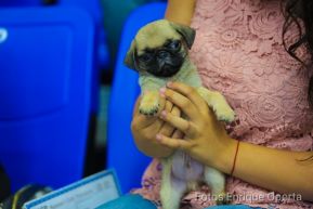 Exposición Canina Internacional de la ABKC en Nicaragua