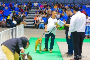 Exposición Canina Internacional de la ABKC en Nicaragua