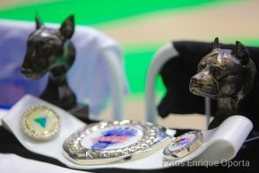 Exposición Canina Internacional de la ABKC en Nicaragua