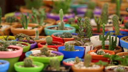 ¡Hola Verano, aquí está el Flamingo Fest 2019!