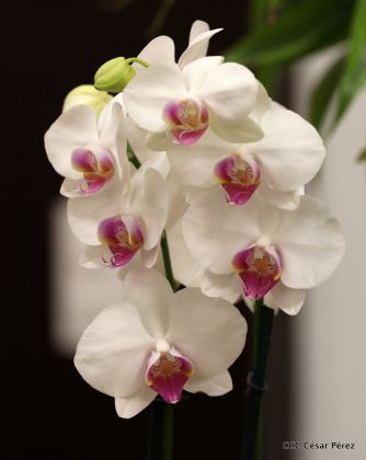 ¡Nos vemos en el Flamingo Fest 2020!