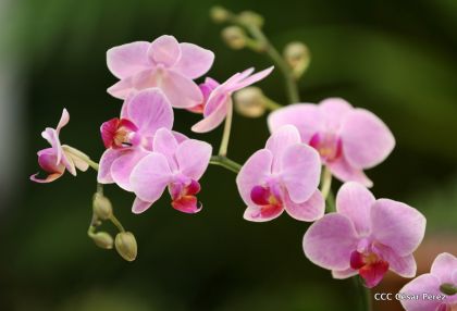 ¡Nos vemos en el Flamingo Fest 2020!